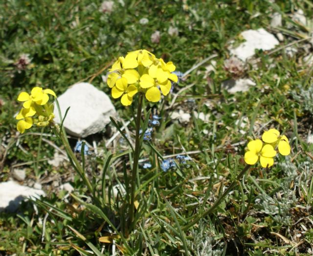 Erysimum cfr.  pseudorhaeticum  (Brassicaceae)